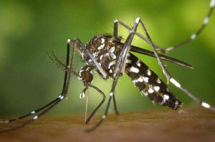 ARBOVIROSI: Prevenzione, sorveglianza ed interventi in risposta alla circolazione delle arbovirosi ARBOVIROSI: Prevenzione, sorveglianza ed interventi in risposta alla circolazione delle arbovirosi