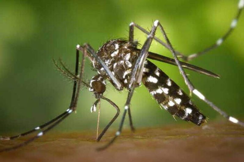 zanzara-vettore-arborovirus