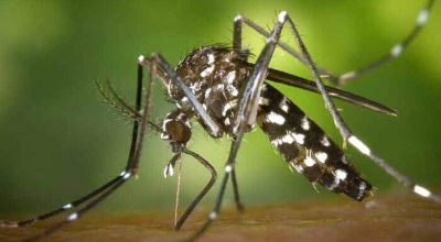 zanzara-vettore-arborovirus